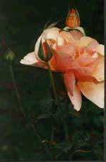 picture of rose blossom